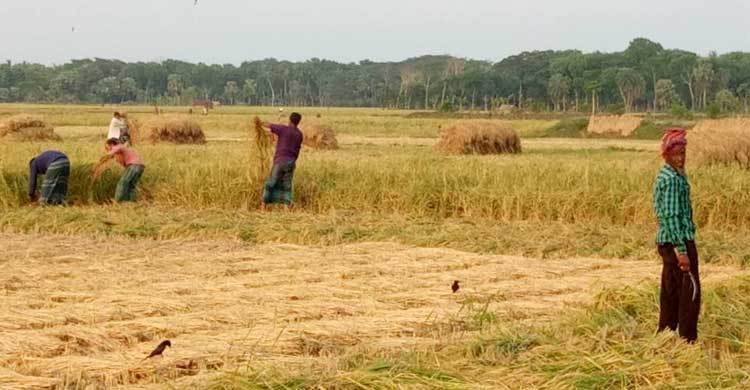 satkhira-paddy