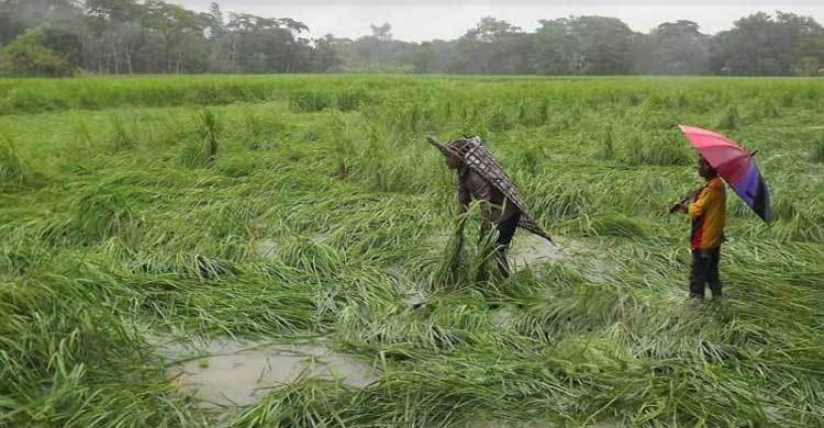 সাতক্ষীরায় ঝড়-বৃষ্টিতে ফসলের ব্যাপক ক্ষতি