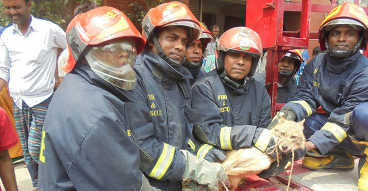 বাড়িতে ঢুকে পড়া শেয়াল তাড়াতে ৯৯৯ -এ ফোন