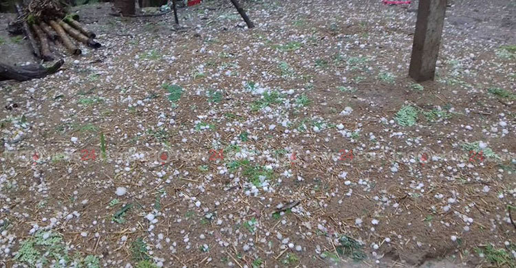 শিলাবৃষ্টিতে ফের মাথায় হাত শেরপুরের কৃষকদের