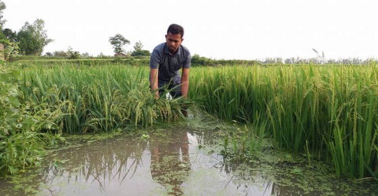 চলনবিলে জলাবদ্ধতায় ধান কাটা নিয়ে বিপাকে কৃষক