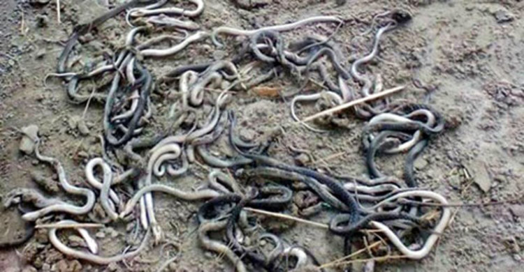 ঘরের মেঝেতে মিললো ৮০টি গোখরার বাচ্চা