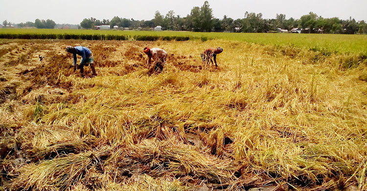এক মণ ধান মজুরি দিয়েও মিলছে না শ্রমিক