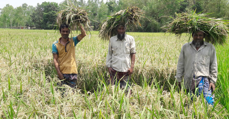 বজ্রপাতের ভয়ে ধানখেতে নামছেন না কৃষক