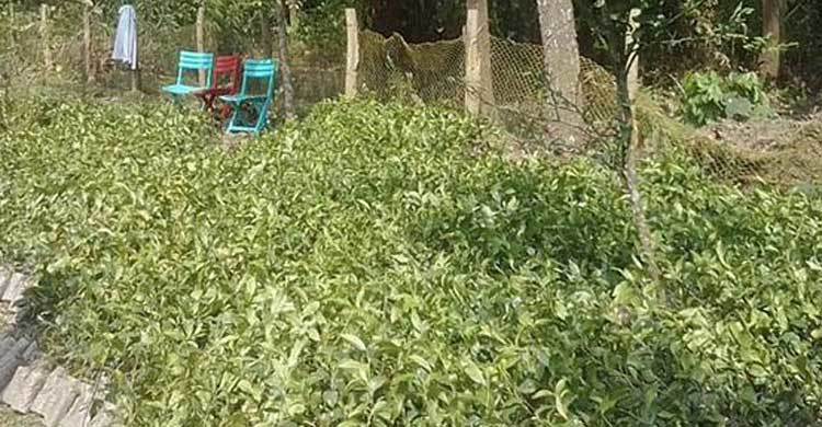 শেরপুরে বাণিজ্যিকভাবে চা চাষ শুরু