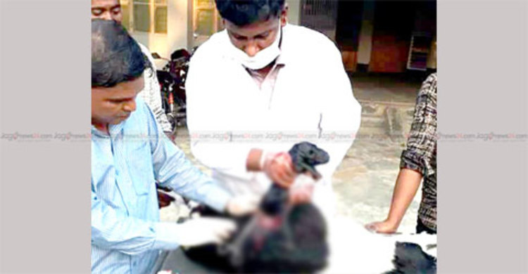 সার্জন মতিনের পরামর্শে ঘুরে দাঁড়াচ্ছেন খামারিরা