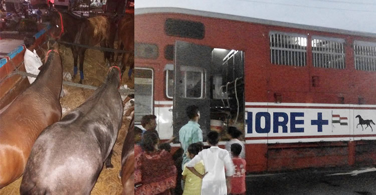 সেনাবাহিনীর জন্য ভারত থেকে ১০টি ঘোড়া আমদানি