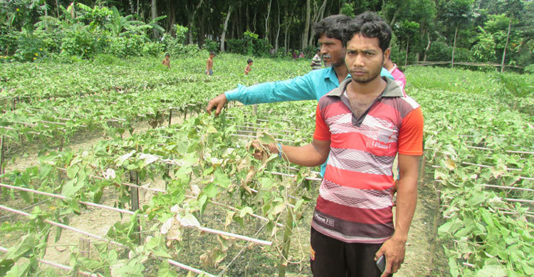 পটলের সঙ্গে শত্রুতা : সব হারিয়ে চাষির আত্মহত্যার চেষ্টা
