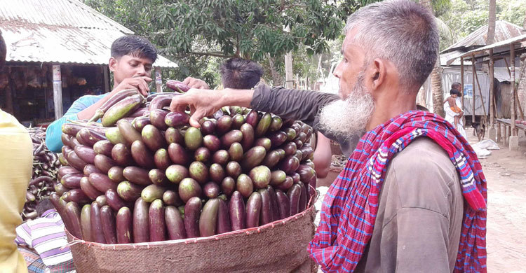 বেগুনের কেজি ১০ টাকা