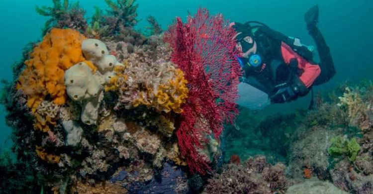 Study warns of alarming decline in Australian fish