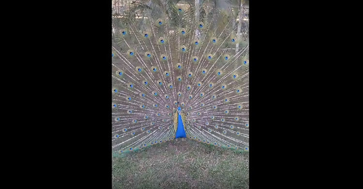 পেখম মেলে ময়ূরীকে আকর্ষণে ব্যস্ত ময়ূর