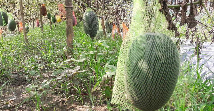 জাজিরায় বারোমাসি বেবি তরমুজের বাম্পার ফলন