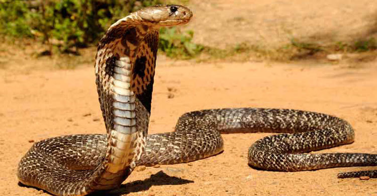 মাদারীপুরে সাপের কামড়ে যুবকের মৃত্যু