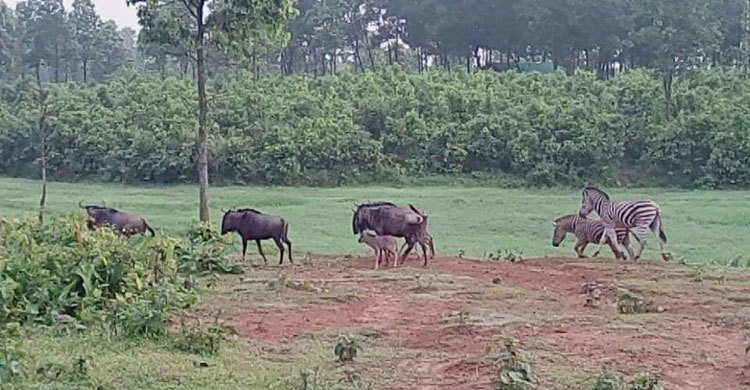 ব্লু ওয়াইল্ড বিস্টের ঘরে নতুন ৩ অতিথি