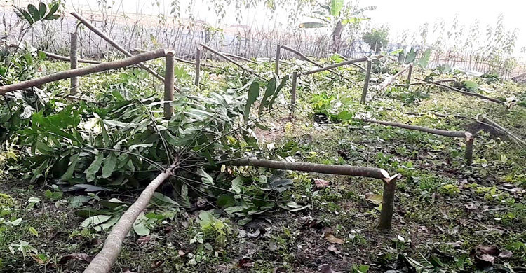 Benapole-House-Broken-&-Tree