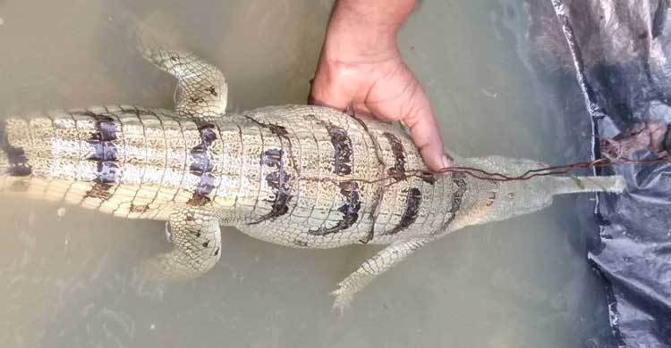 জেলের জালে ধরা পড়লো ঘড়িয়াল ছানা