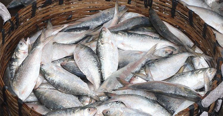 মধ্যরাত থেকে শুরু হচ্ছে ইলিশ শিকারে নিষেধাজ্ঞা