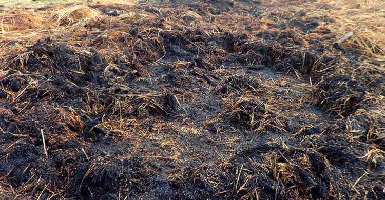 গভীর রাতে কৃষকের ধানে আগুন