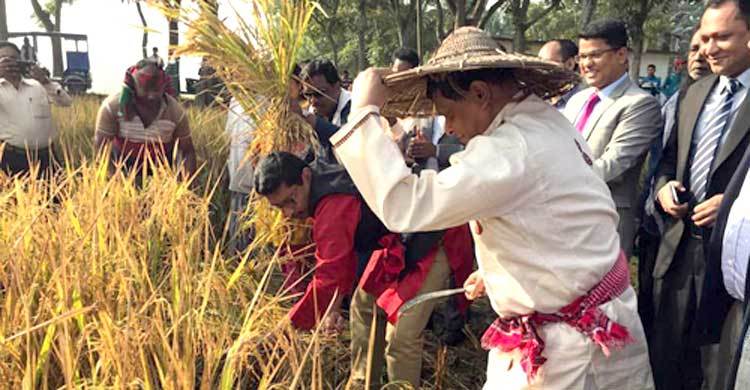 মাথাল পরে কাস্তে হাতে ধান কাটলেন জেলা প্রশাসক