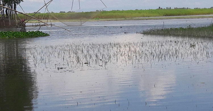 অবশেষে তলিয়ে গেল ২৪৬ একর জমির ধান