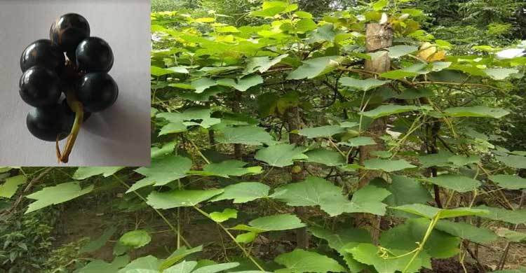 আইইউবিএটিতে মিষ্টি আঙুর উৎপাদনে সাফল্য