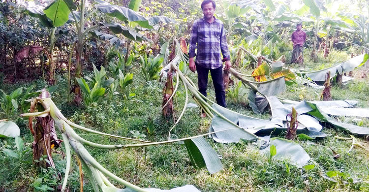 কলাগাছের সঙ্গে শত্রুতা!