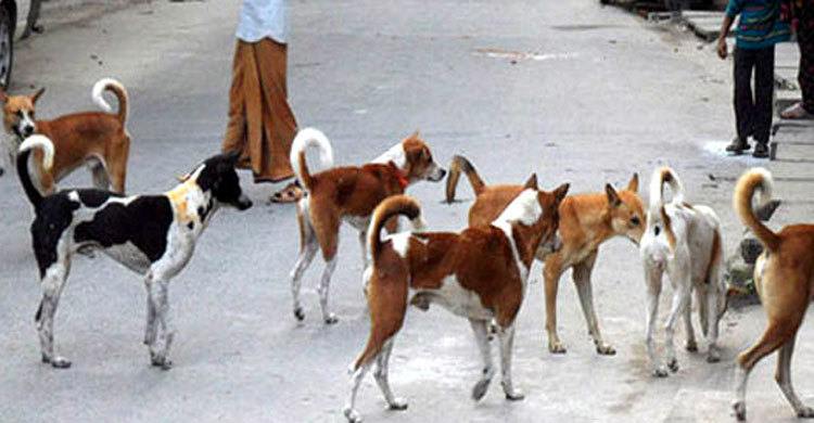 মির্জাপুরে কুকুর আতঙ্ক