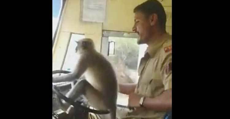 Video shows monkey ‘driving’ bus in India