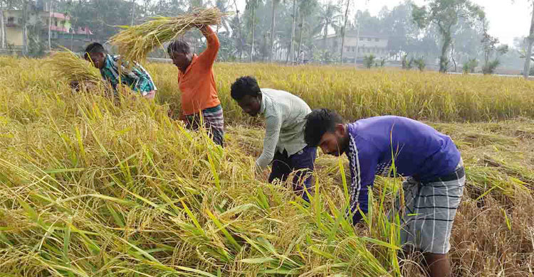 নওগাঁয় আমন কাটা-মাড়াই শুরু, দাম নিয়ে শঙ্কা
