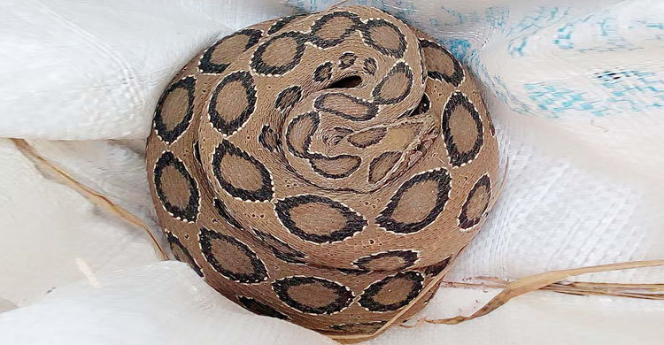 রাসেল ভাইপার উদ্ধার