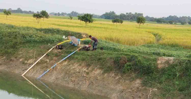 খরায় পুড়ছে আমন