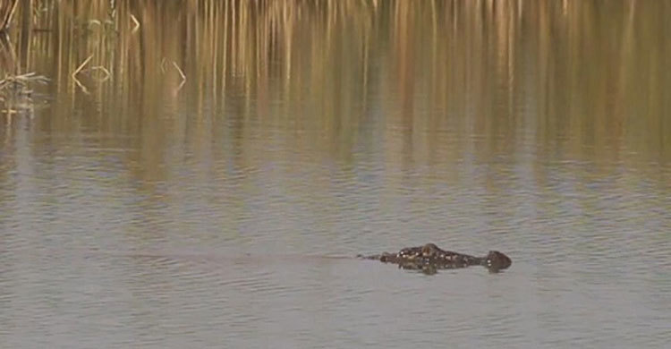 পদ্মায় ভেসে বেড়াচ্ছে কুমির, এলাকায় আতঙ্ক