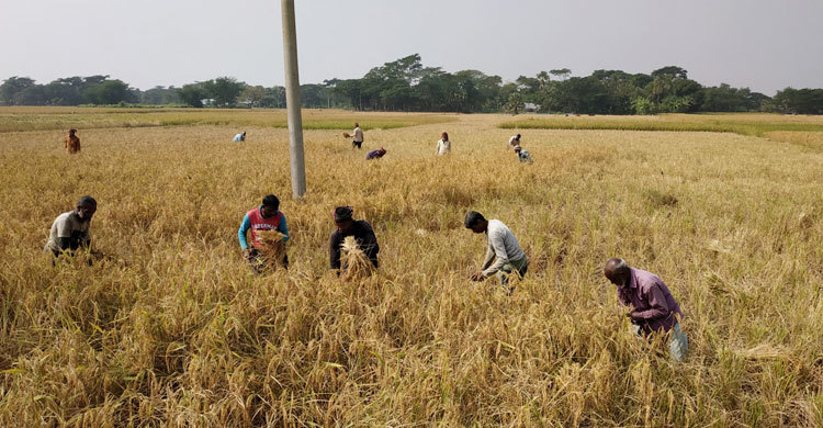 নির্বাচনী মৌসুমে আমন নিয়ে বিপাকে