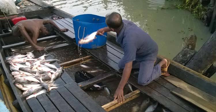 pirojpur-Fish