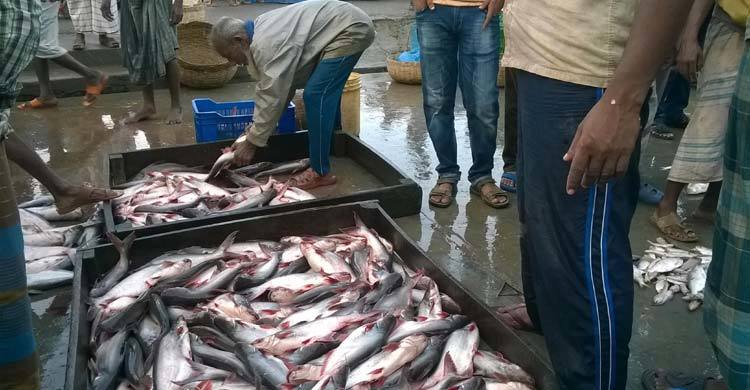 পাঙ্গাশ আর তেলাপিয়াতেই ভরসা