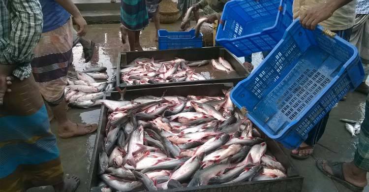 pirojpur-Fish