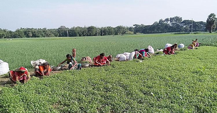 ধনিয়া পাতায় মাথায় হাত