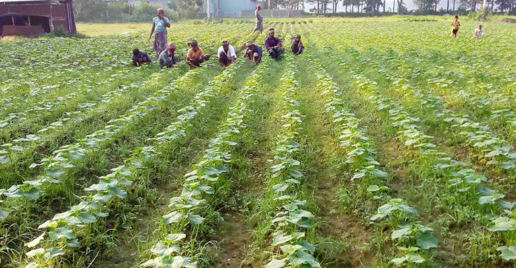 আগাম ক্ষীরায় লাভের আশা