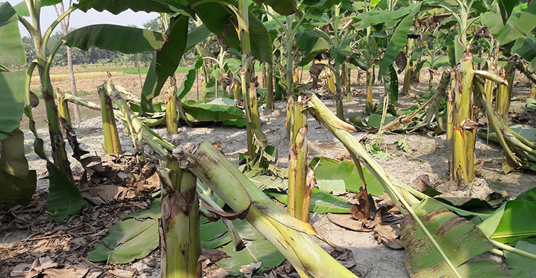 কলাগাছের সঙ্গে শত্রুতা!