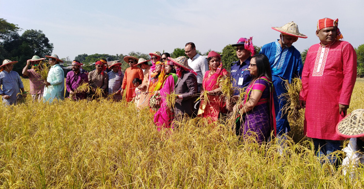 কৃষকের সঙ্গে ধান কাটলেন ডিসি