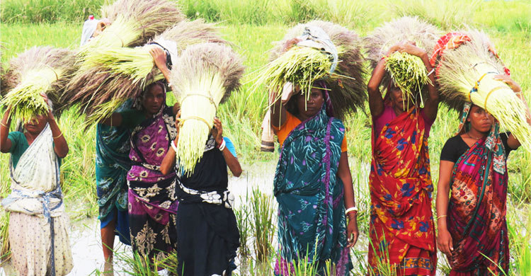 ক্ষুদ্র নৃগোষ্ঠী নারী কৃষি শ্রমিকদের আগাম শ্রম বিক্রি