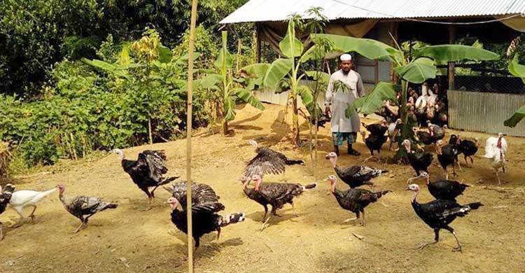 টার্কি পালনে সাফল্যের স্বপ্নযাত্রায় মানিকছড়ির জামাল উদ্দীন