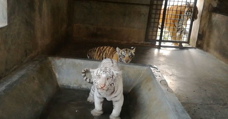 সন্তানের জন্য পাগল মা, আড়াল হলেই দে ছুট (ভিডিও)