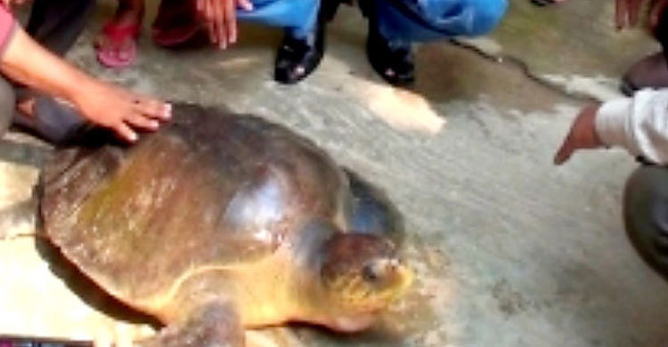 জেলের জালে দুইশ বছরের বিরল কচ্ছপ