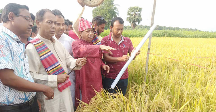এবার কৃষকের ধান কেটে দিলেন ফরিদপুরের এমপি