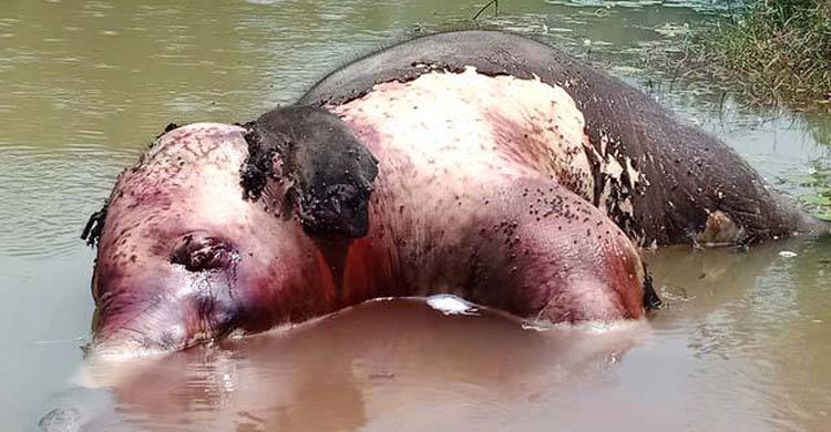 লেকে ভাসছে বুনোহাতির মরদেহ