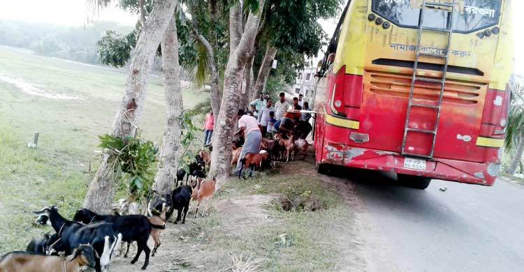 বাসে চড়ে যাত্রীদের সঙ্গে ঢাকায় এলো ৪০টি ছাগল