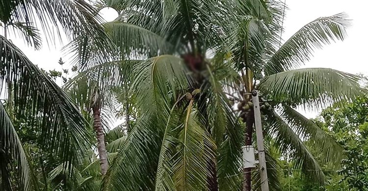 নারকেল গাছে ঝুলছে বৃদ্ধের লাশ