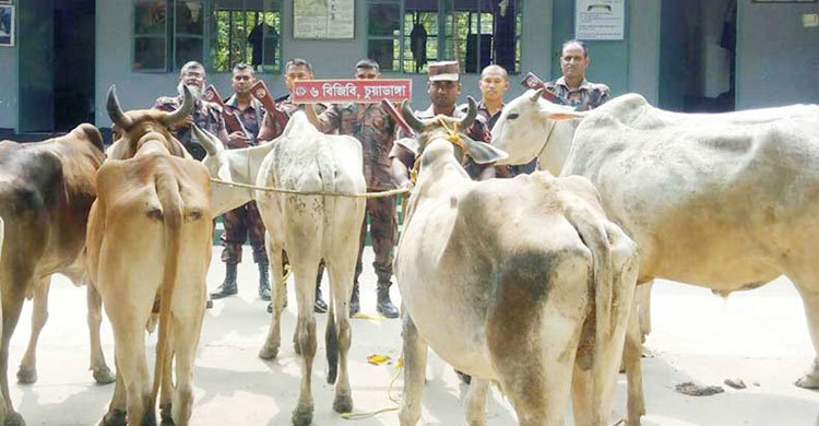 ৫টি গরু ফেলে পালাল তারা