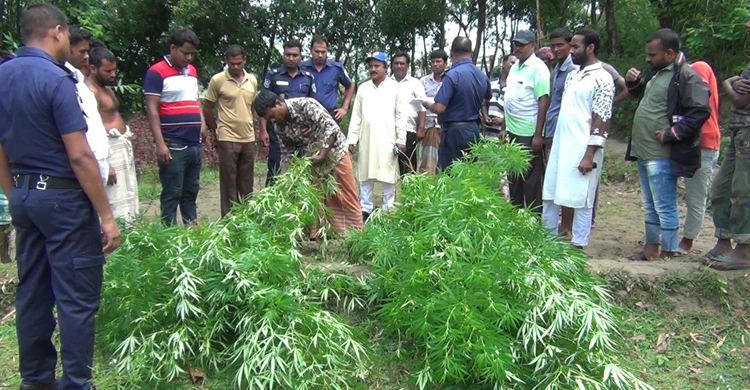 সবজির বাগানে গাঁজার চাষ